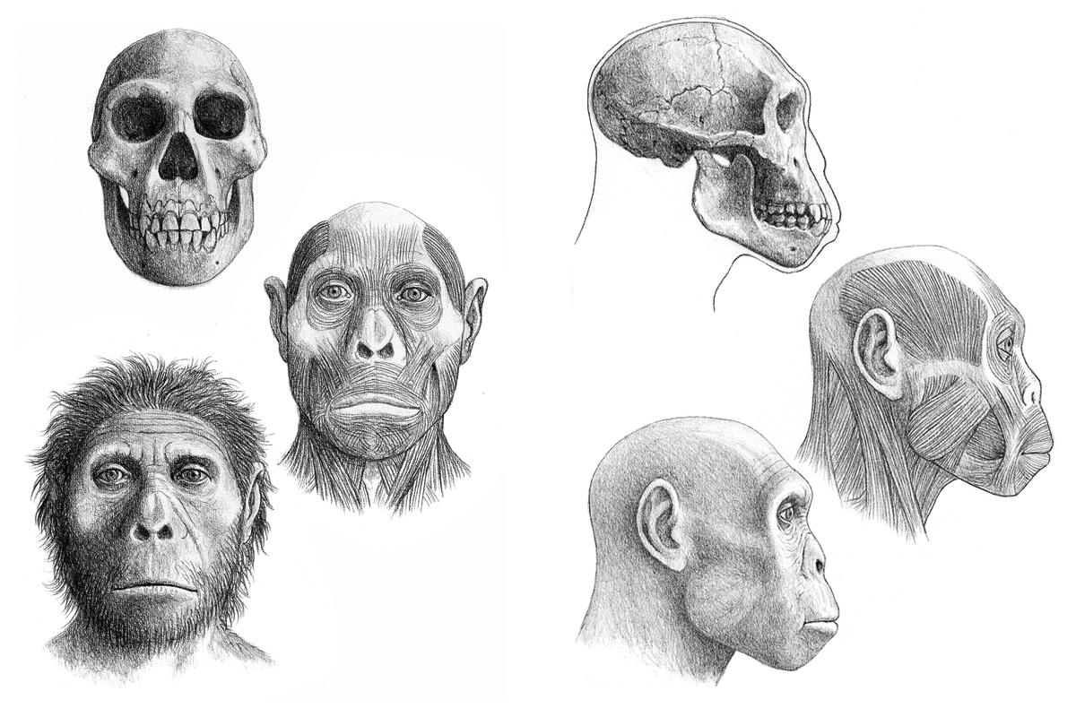 Controversias sobre carne, cerebro y carroñeo Controversias sobre carne, cerebro y carroñeo