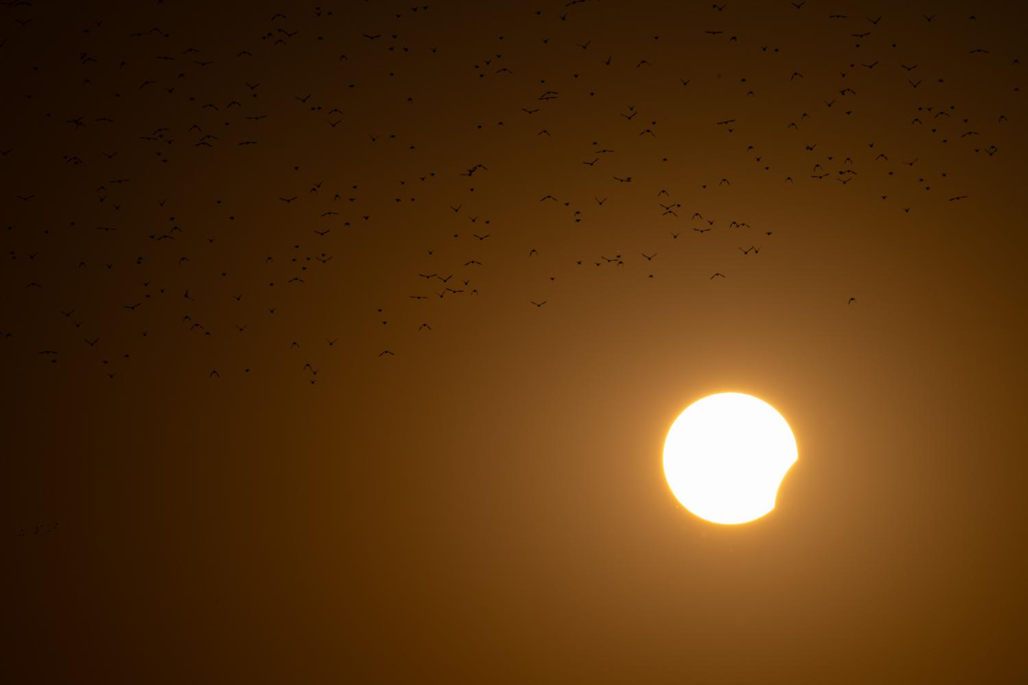 Siluetas de aves volando frente a un eclipse solar parcial Siluetas de aves volando frente a un eclipse solar parcial