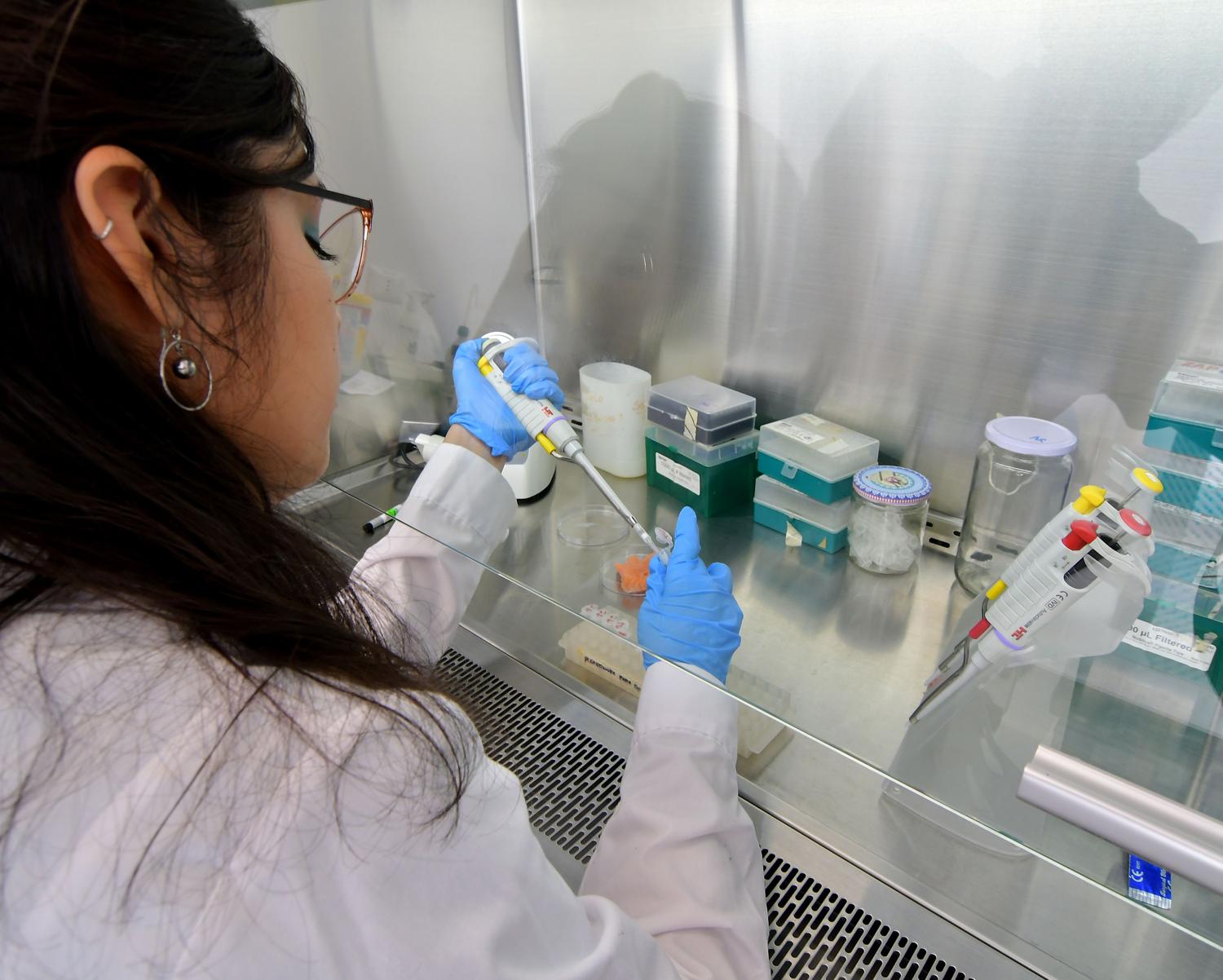 Análisis de muestras en virología Científica concentrada utilizando una pipeta de precisión para analizar muestras biológicas en un laboratorio de virología.