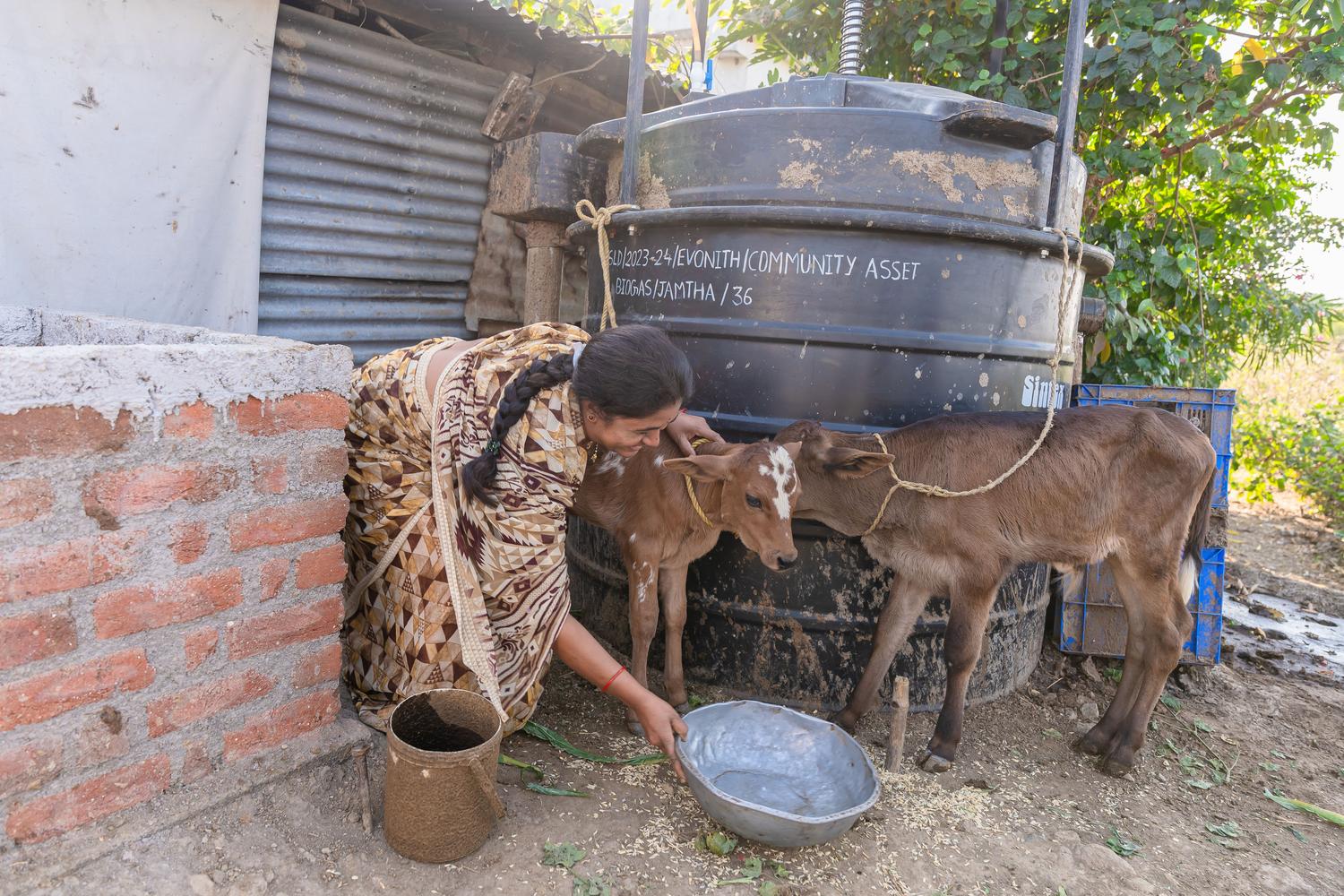 A farmer feeds her calves next to a community biodigester in a rural area, illustrating the application of anaerobic digestion on farms to generate clean energy. A farmer feeds her calves next to a community biodigester in a rural area, illustrating the application of anaerobic digestion on farms to generate clean energy.