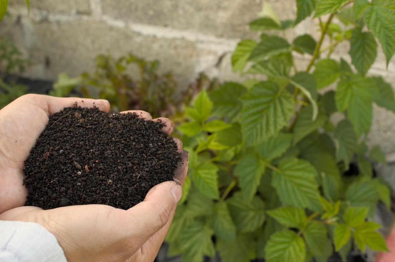 Close-up of hands holding nutrient-rich organic compost next to a green plant, representing digestate as a sustainable fertilizer. Close-up of hands holding nutrient-rich organic compost next to a green plant, representing digestate as a sustainable fertilizer.