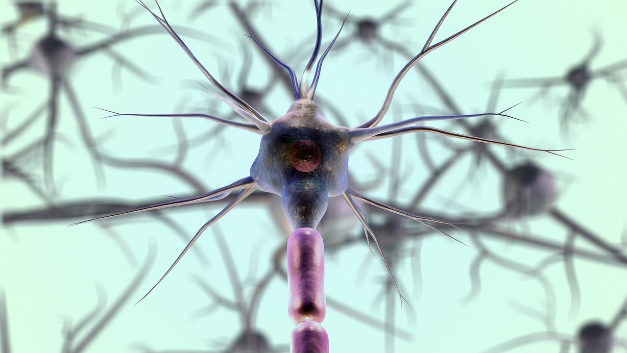 Modelo tridimensional detallado de una neurona, mostrando el soma, las dendritas y el axón, representando el realismo biológico de la neurociencia. Modelo tridimensional detallado de una neurona, mostrando el soma, las dendritas y el axón, representando el realismo biológico de la neurociencia.